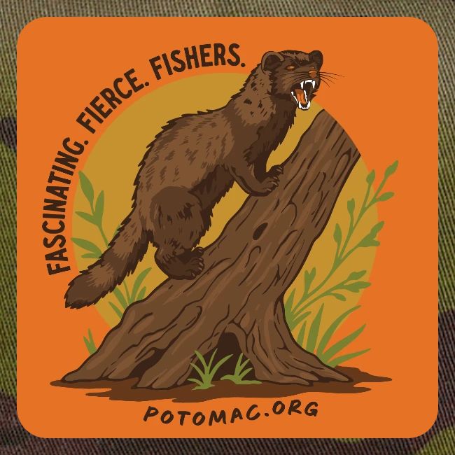 2025 Potomac Animal of the Year: Fisher