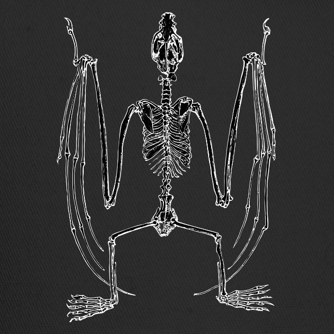 Bat Skeleton