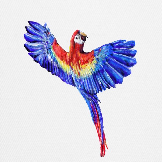 Scarlet macaw parrot