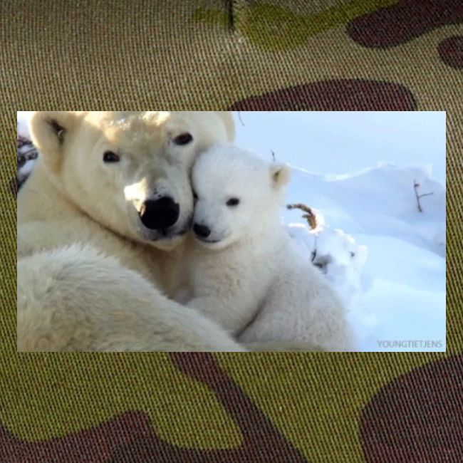 polarbearhug