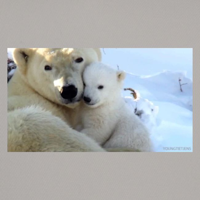 polarbearhug