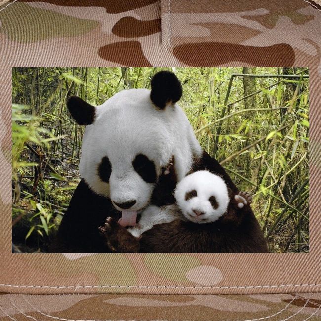 panda