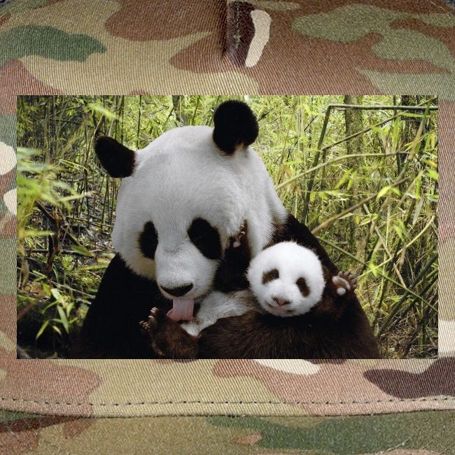 panda