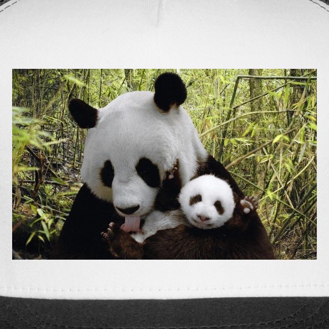 panda
