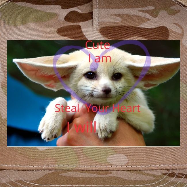 baby fox