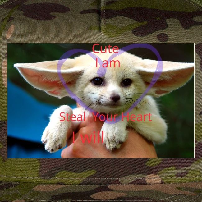 baby fox