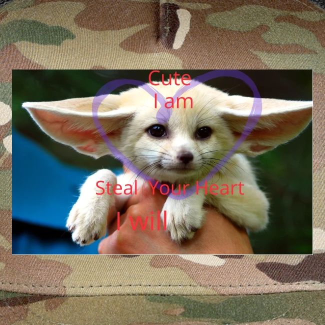 baby fox