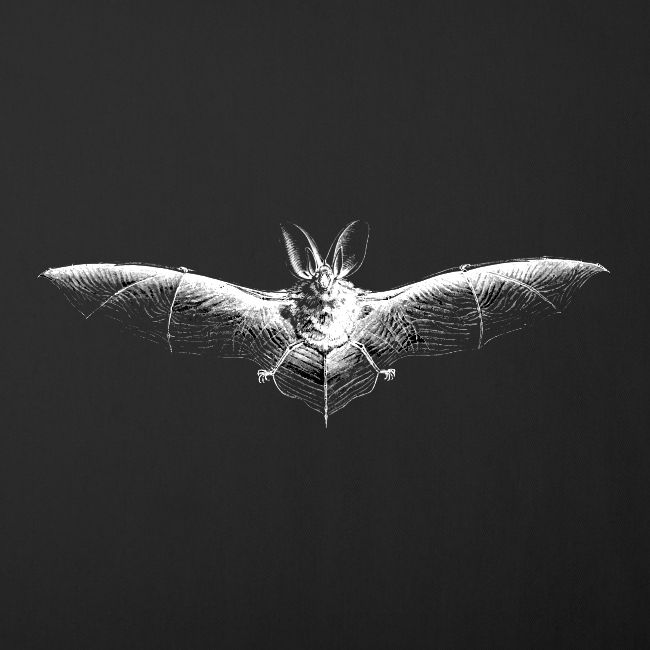 Bat