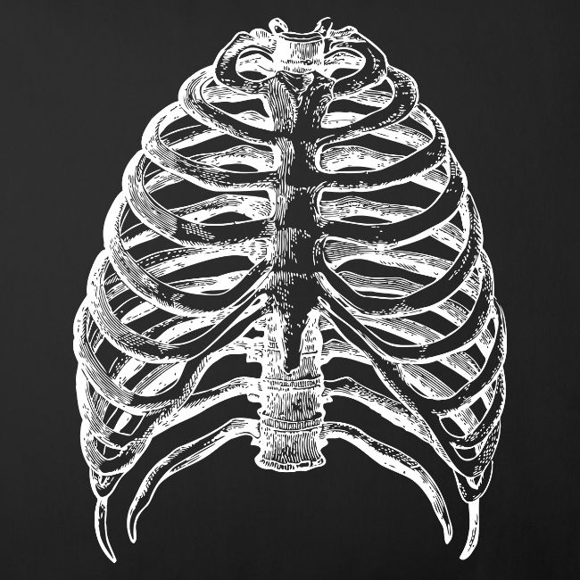Human Rib Cage