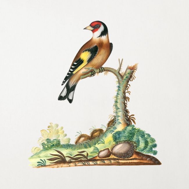European goldfinch