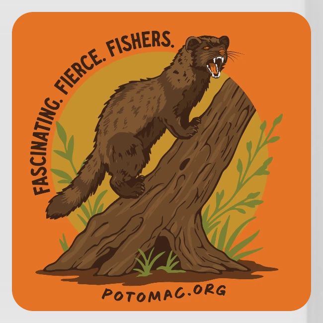 2025 Potomac Animal of the Year: Fisher