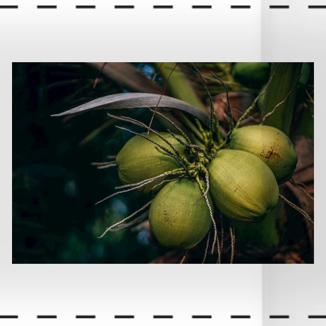 Coconut Tree Fresh Fruit - Enjoy Shopping!