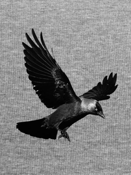 Raven landing