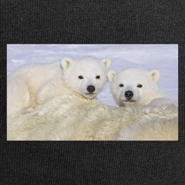 polarbears