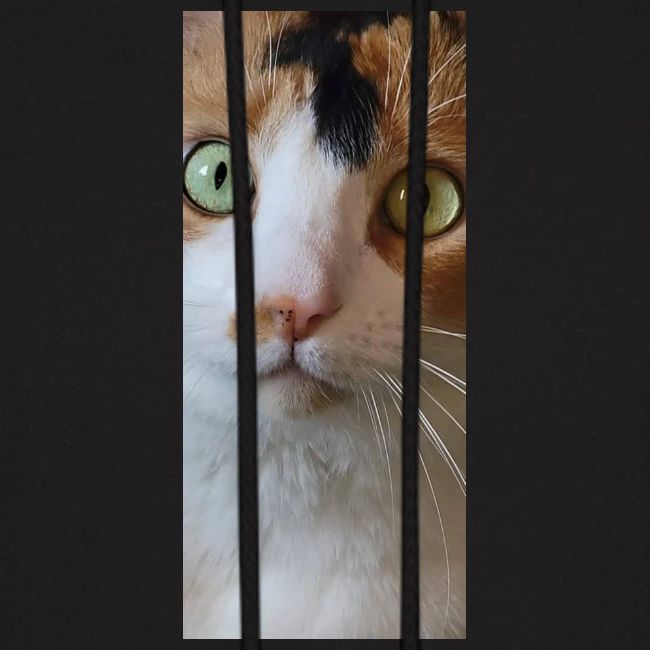 Beautiful Cat