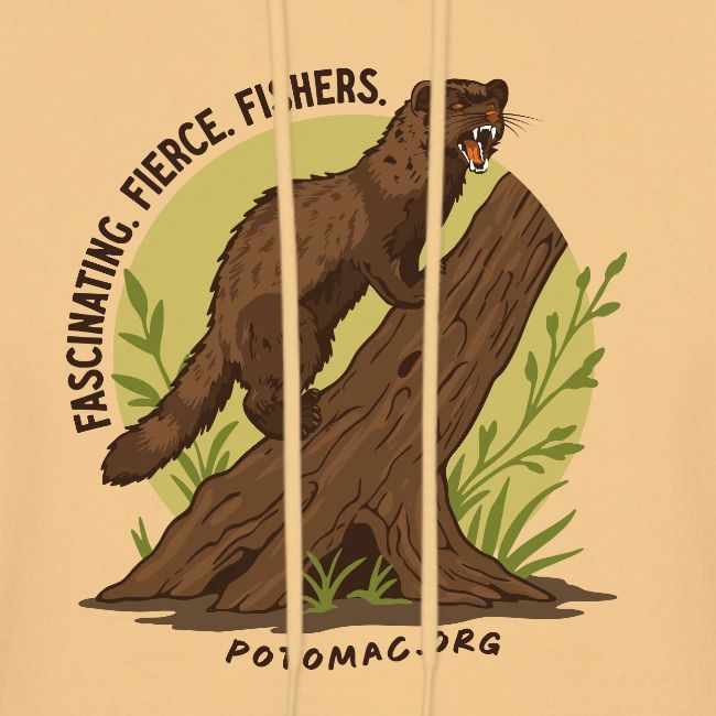 2025 Potomac Animal of the Year: Fisher