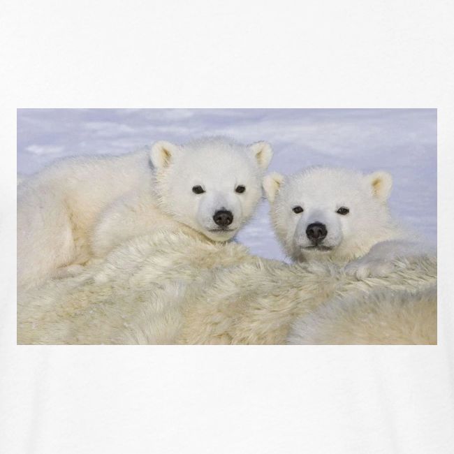 polarbears