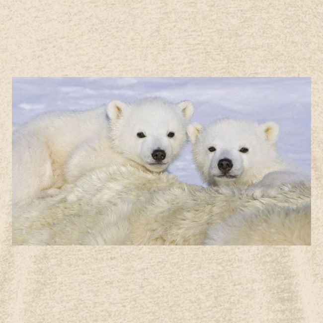 polarbears