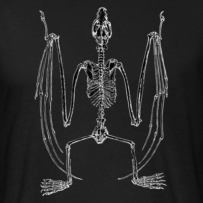 Bat Skeleton