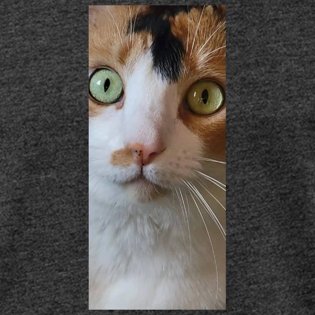 Beautiful Cat