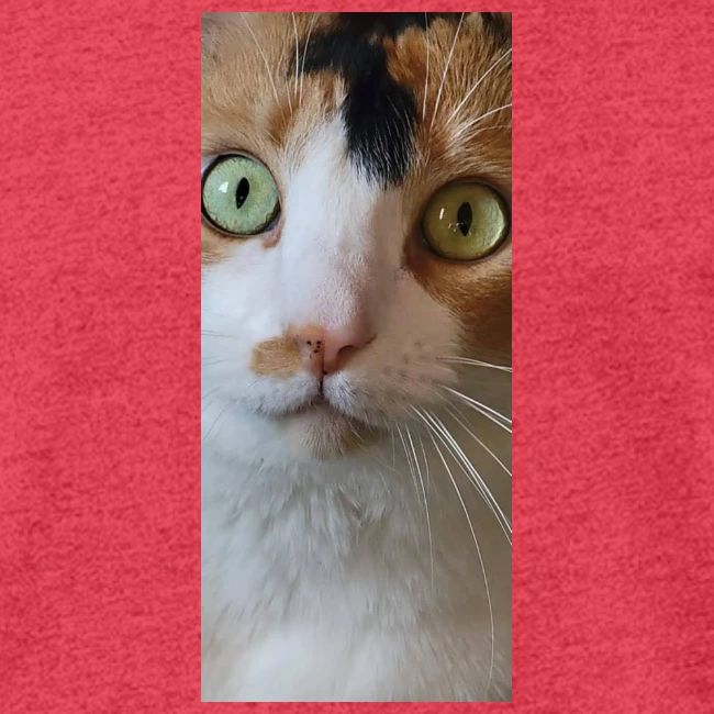 Beautiful Cat