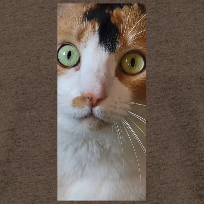 Beautiful Cat