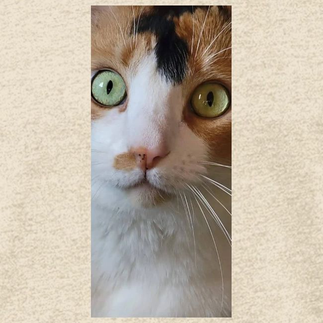 Beautiful Cat