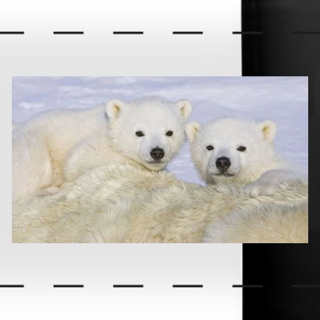 polarbears