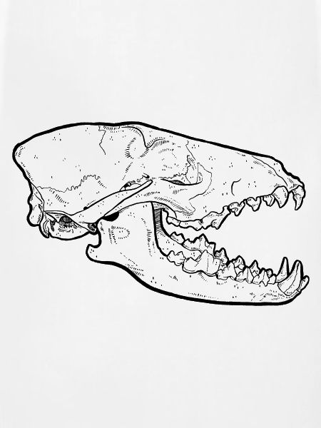 Dog Skull