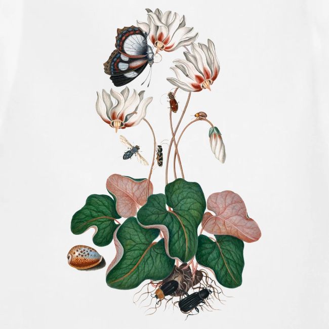 Cyclamen