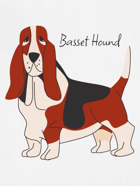 Basset Hound
