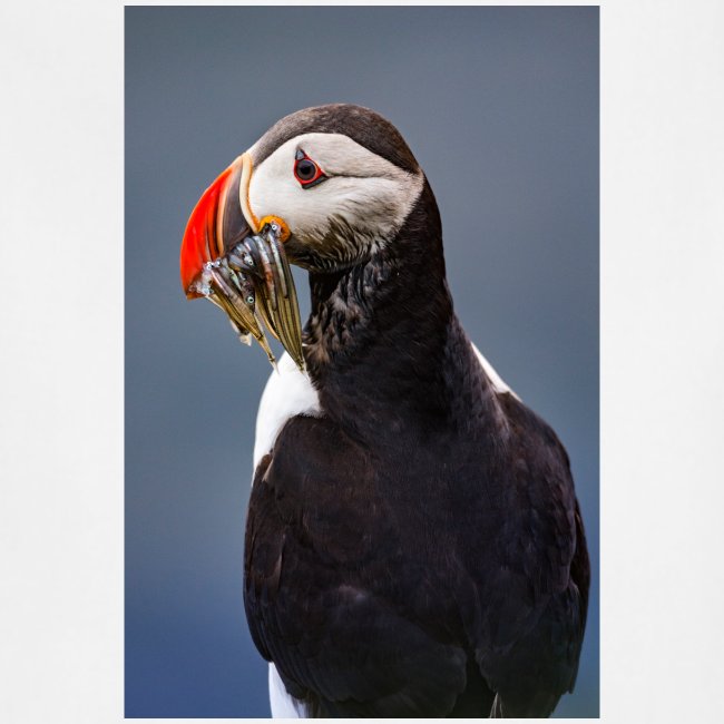 Atlantic Puffin with Sandeels
