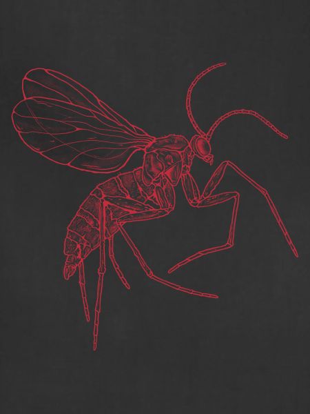 Mosquito