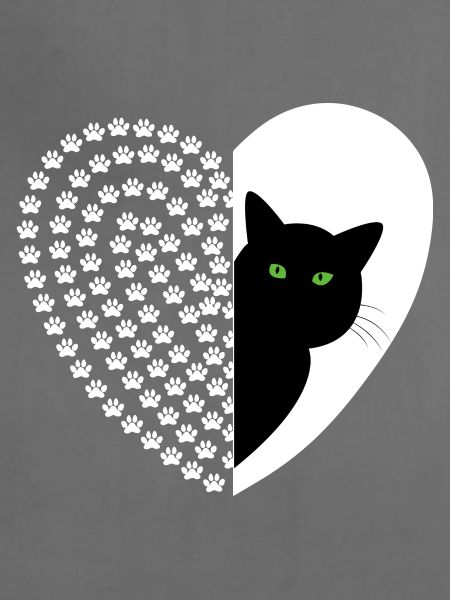 black and white cat