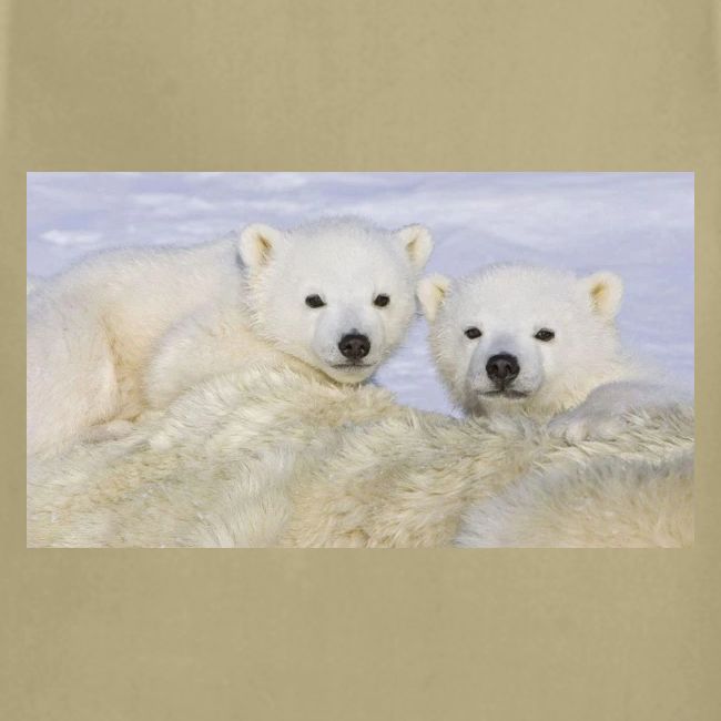 polarbears