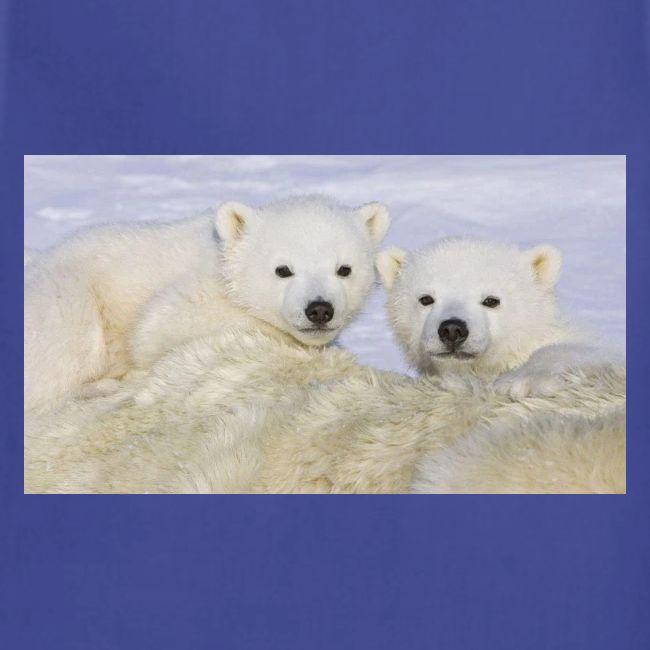 polarbears