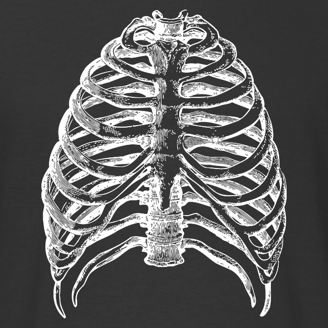 Human Rib Cage