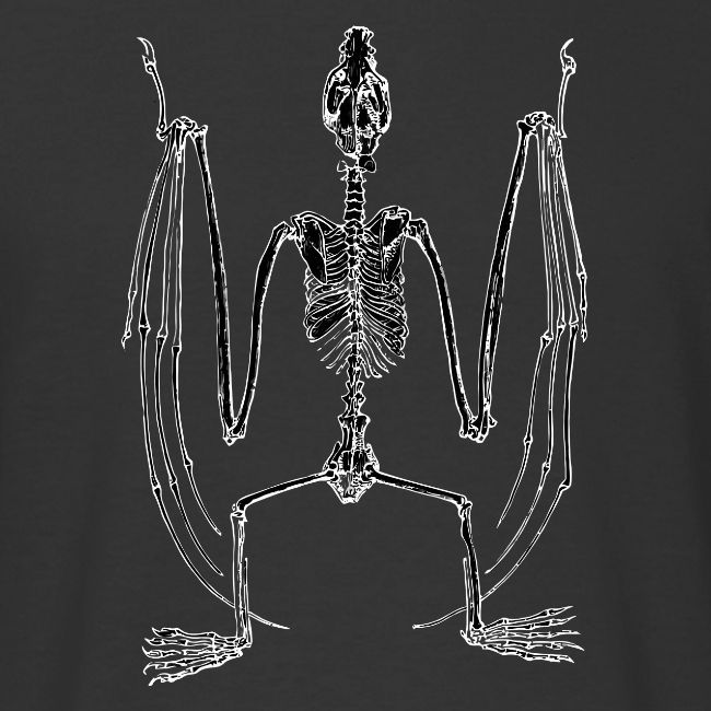 Bat Skeleton