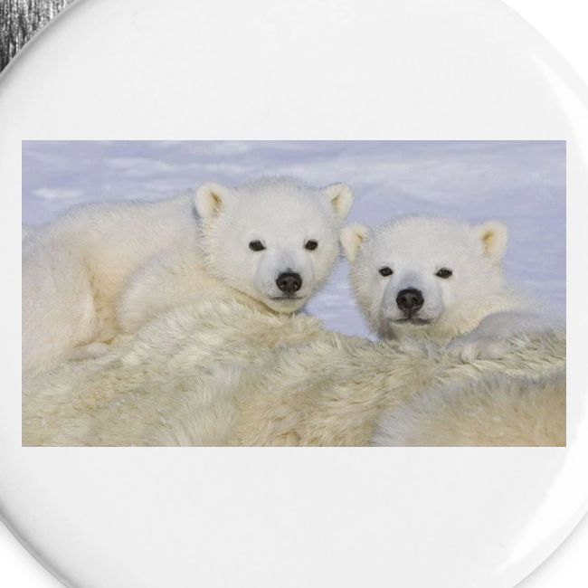 polarbears