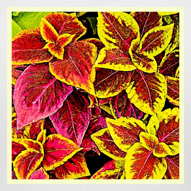 Coleus Leaf Burst Design