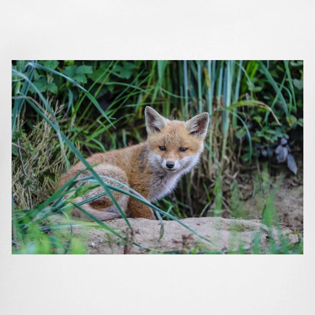 fox