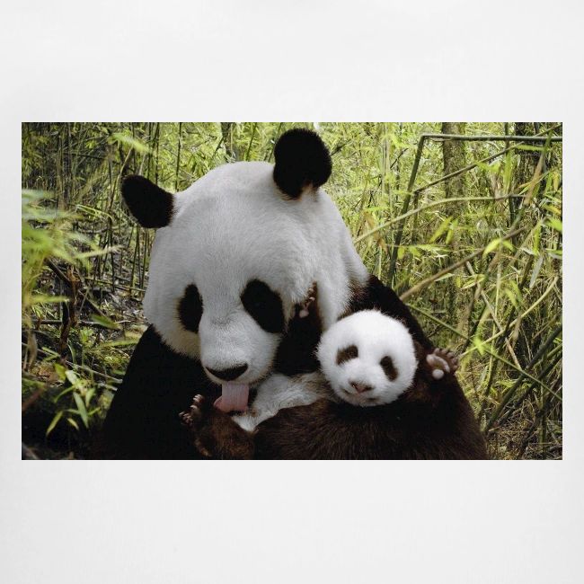 panda