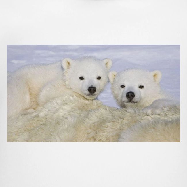 polarbears
