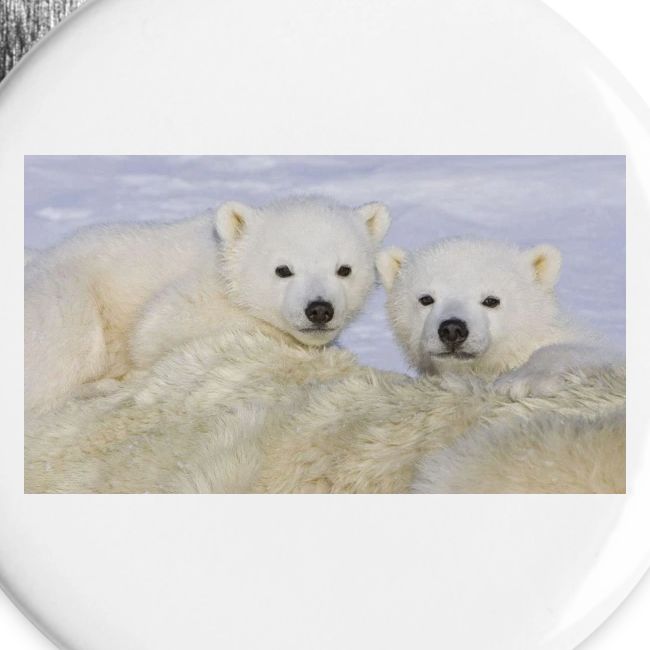 polarbears