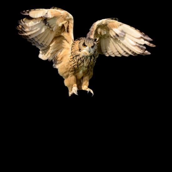 Animals Flying Owl Ancient Bird Nocturnal Animal' Baseball Cap | Spreadshirt