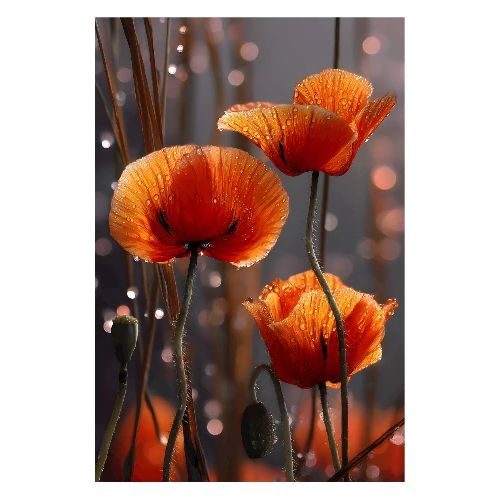Sun-Kissed Poppies in Dew - Poster 8x12
