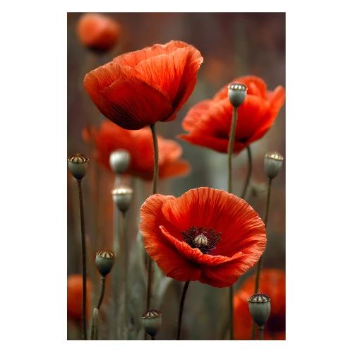 Vivid red poppies - Poster 8x12