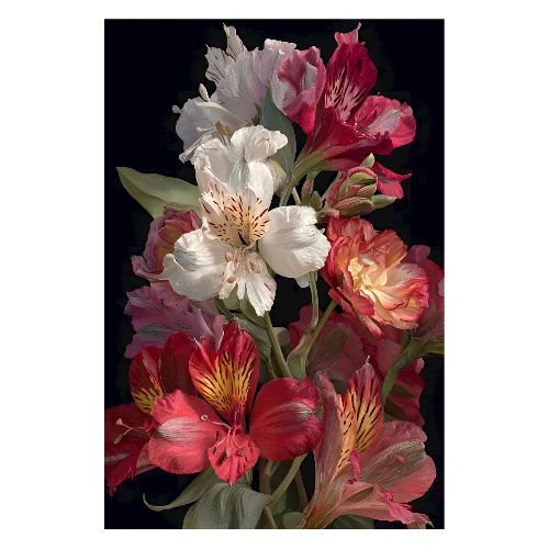 Digital Painting: Red and white blooms - Poster 8x12