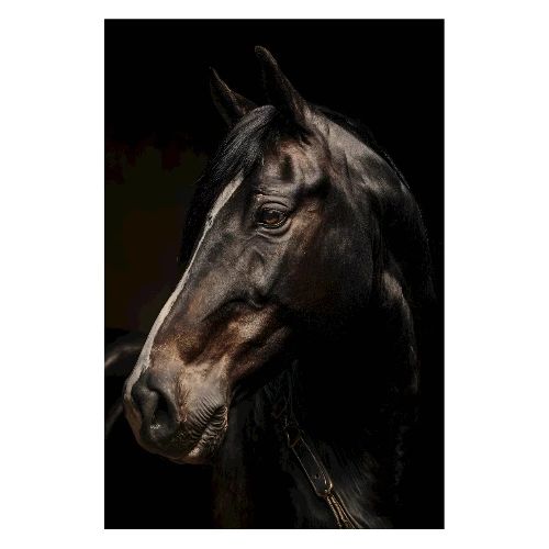 Horse: Strength in Stillness - Poster 8x12