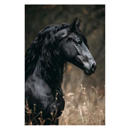 Horse: Silent Grace - Poster 8x12